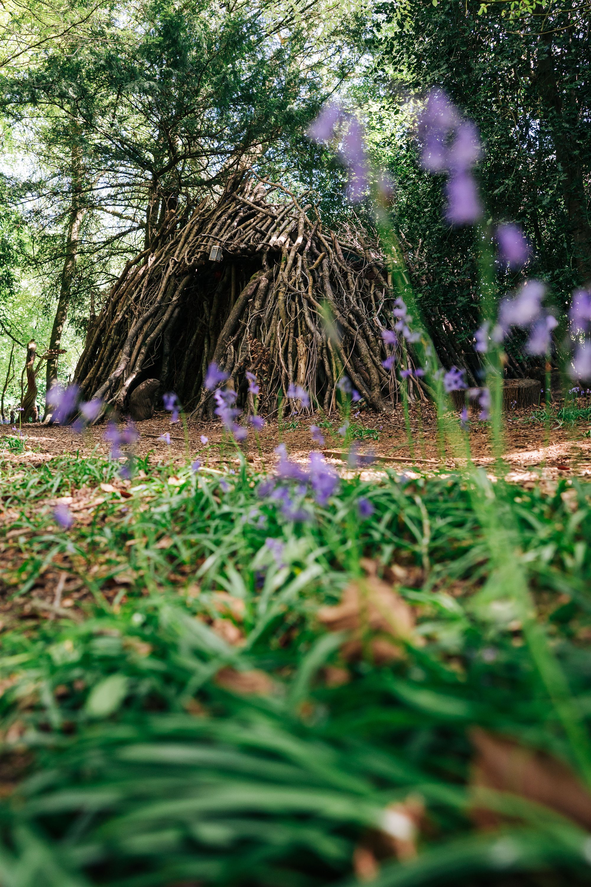A woven wooden lodge stands among bluebells in the Eastern Woods at Cedar Hollow
